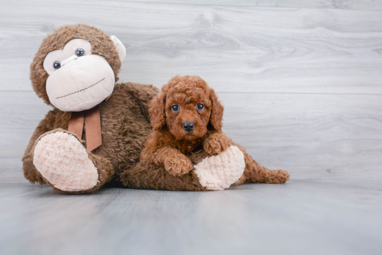 Best Mini Goldendoodle Baby