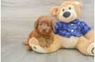 Best Mini Goldendoodle Baby