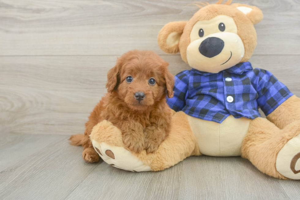 Best Mini Goldendoodle Baby