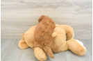 Best Mini Goldendoodle Baby