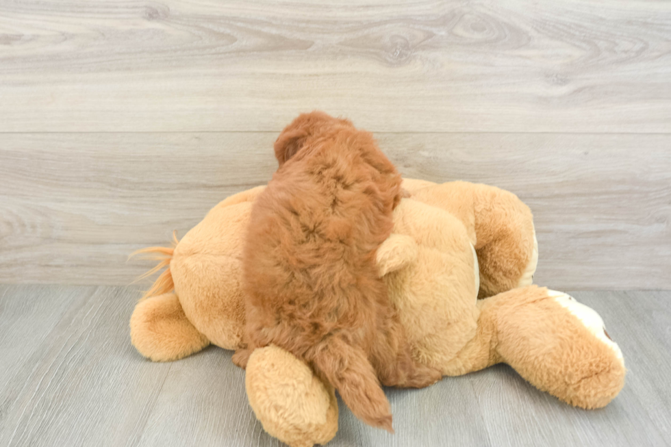 Best Mini Goldendoodle Baby