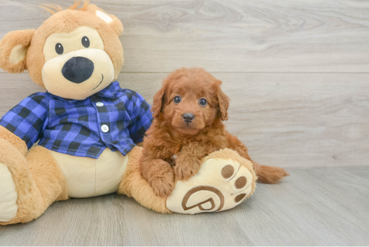 Best Mini Goldendoodle Baby