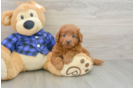 Best Mini Goldendoodle Baby
