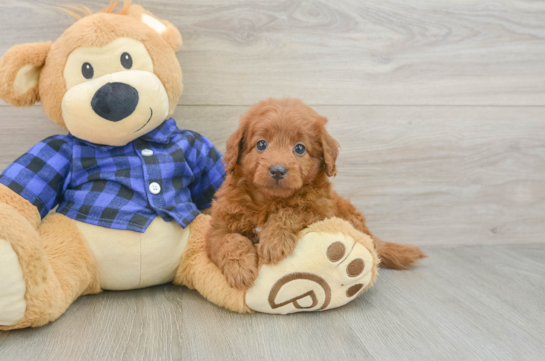 Best Mini Goldendoodle Baby