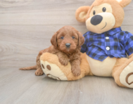 7 week old Mini Goldendoodle Puppy For Sale - Premier Pups