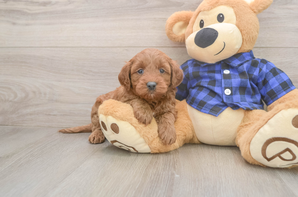 5 week old Mini Goldendoodle Puppy For Sale - Premier Pups