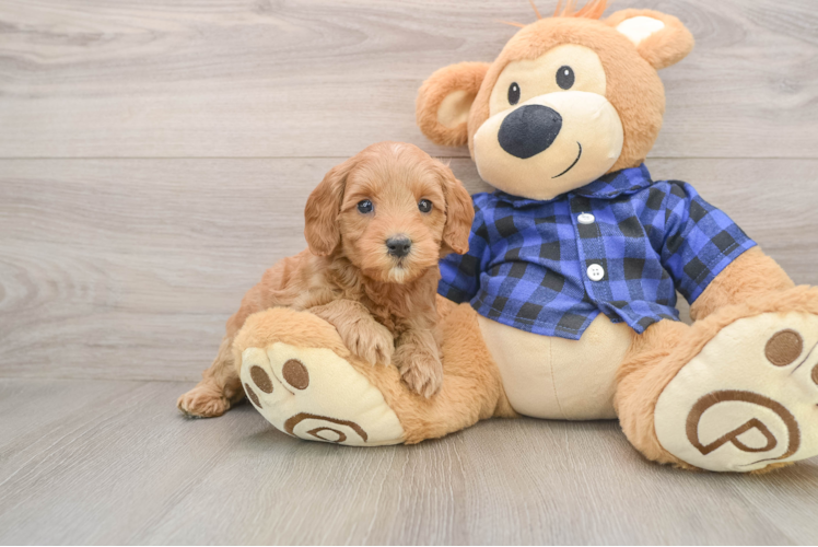 Mini Goldendoodle Puppy for Adoption