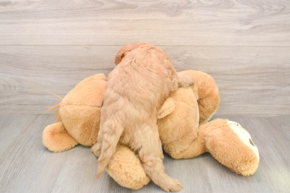 Best Mini Goldendoodle Baby
