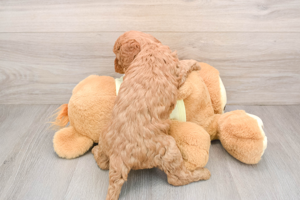 Best Mini Goldendoodle Baby