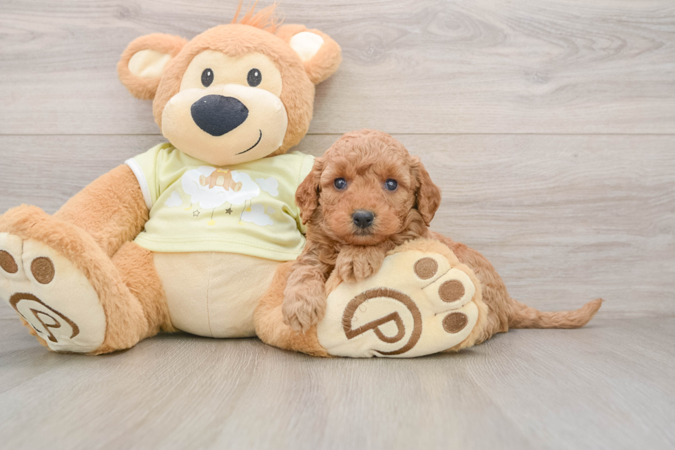 Mini Goldendoodle Puppy for Adoption