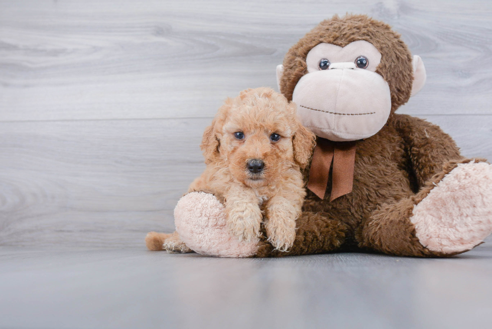 Mini Goldendoodle Puppy for Adoption