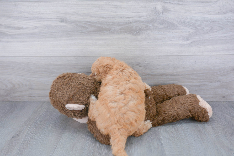 Mini Goldendoodle Pup Being Cute