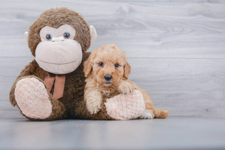 Best Mini Goldendoodle Baby