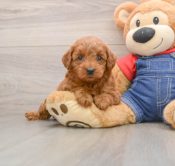 6 week old Mini Goldendoodle Puppy For Sale - Premier Pups