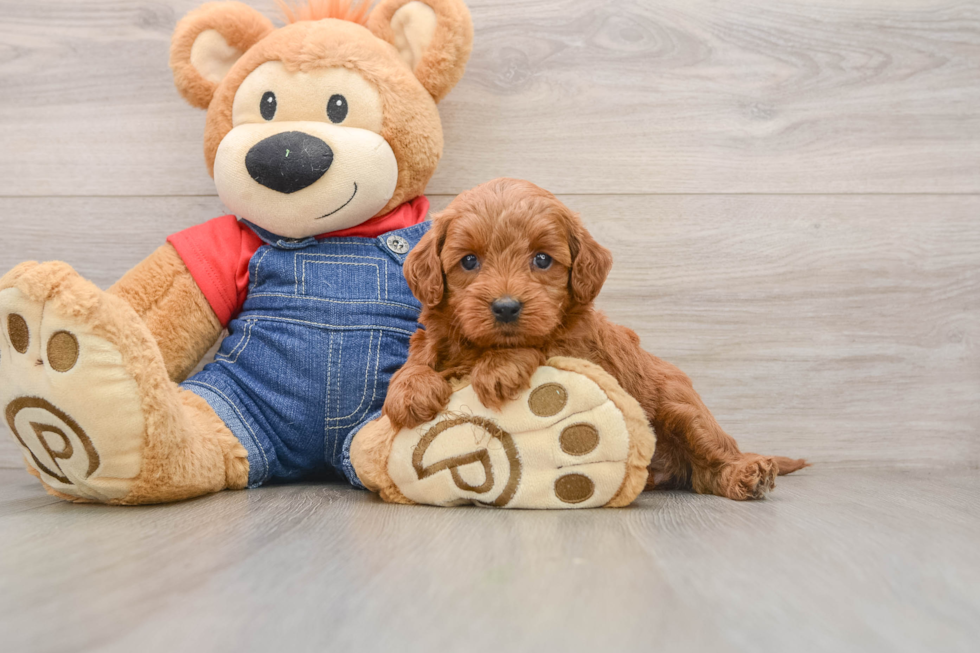 Best Mini Goldendoodle Baby
