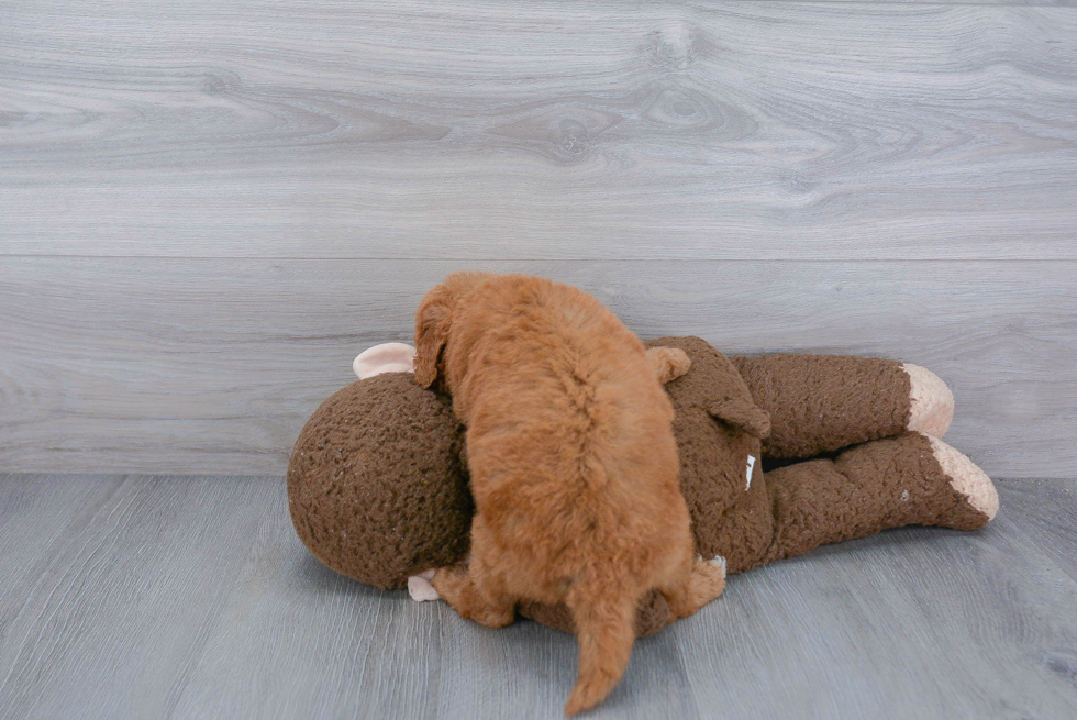 Smart Mini Goldendoodle Poodle Mix Pup