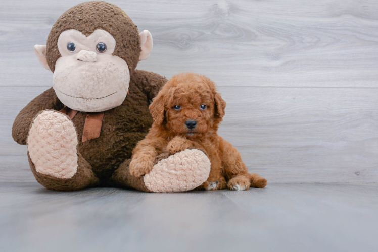 Hypoallergenic Golden Retriever Poodle Mix Puppy