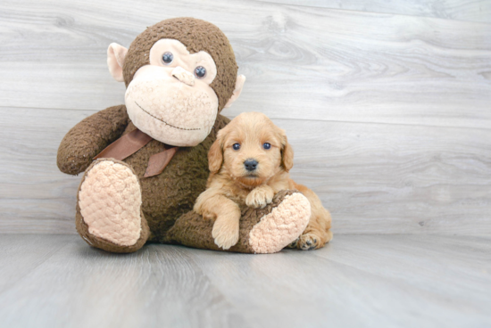 Mini Goldendoodle Pup Being Cute