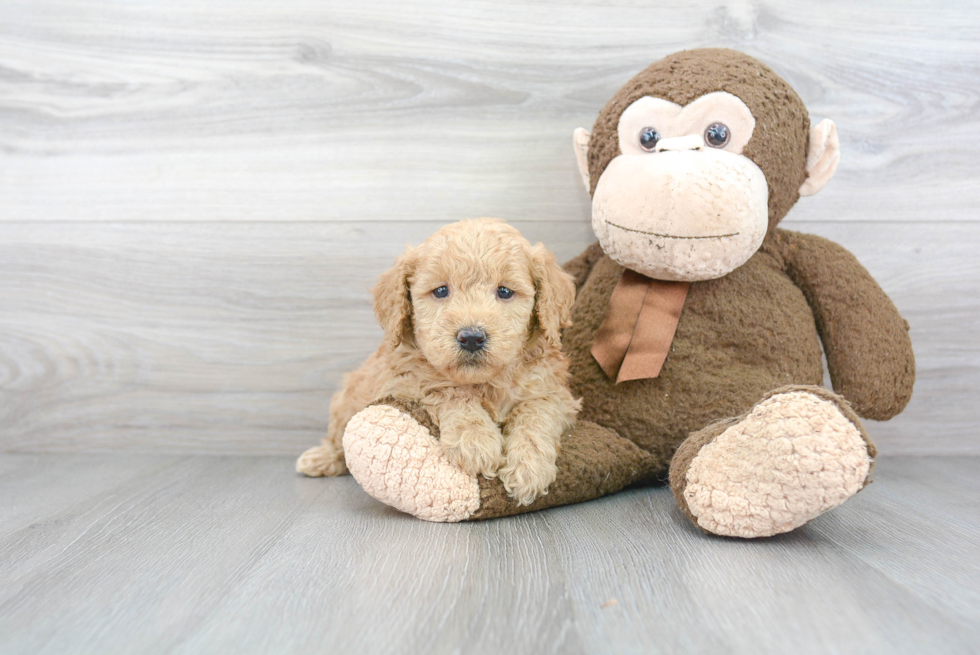 Popular Mini Goldendoodle Poodle Mix Pup