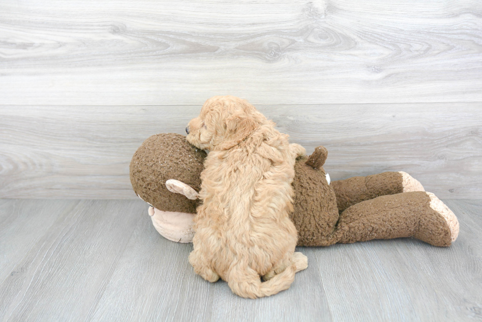 Happy Mini Goldendoodle Baby