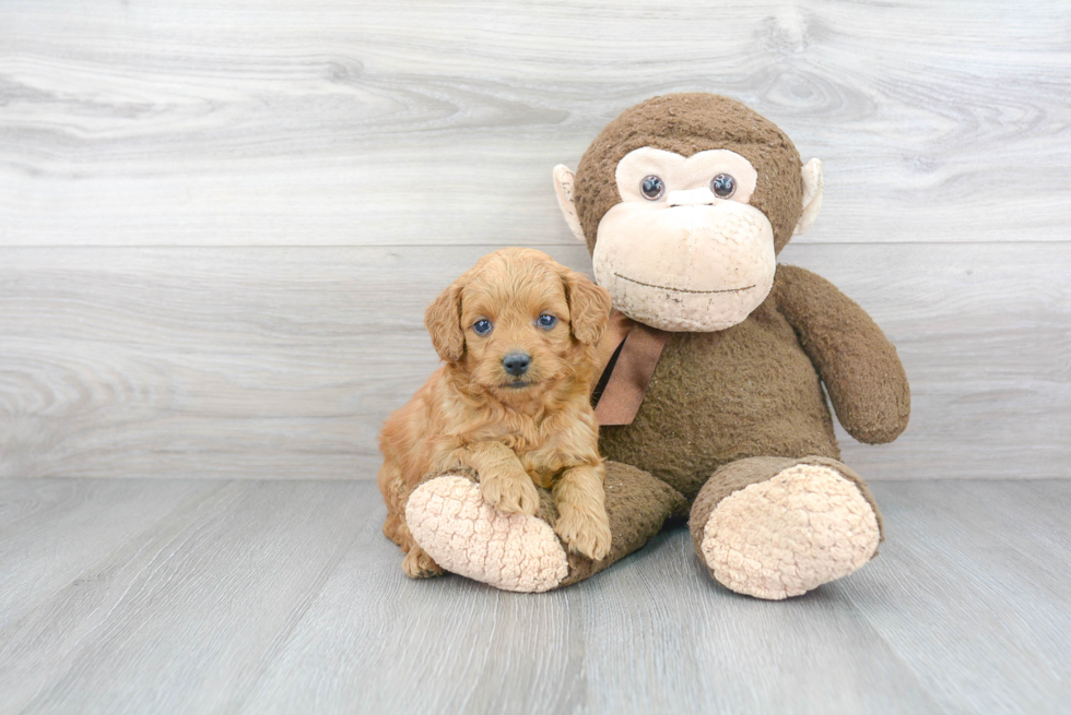 Mini Goldendoodle Puppy for Adoption