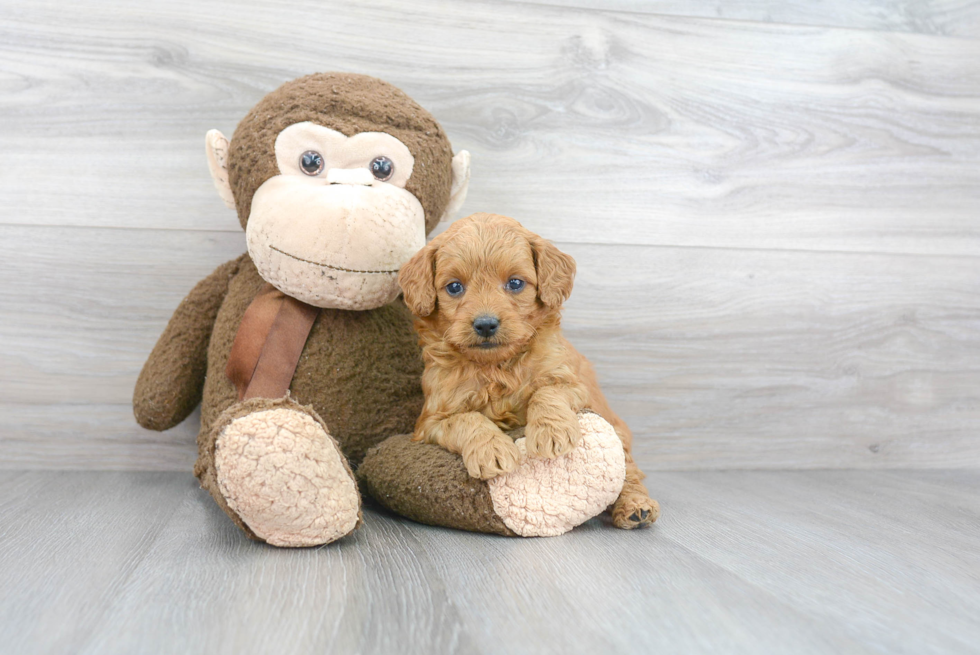 Popular Mini Goldendoodle Poodle Mix Pup