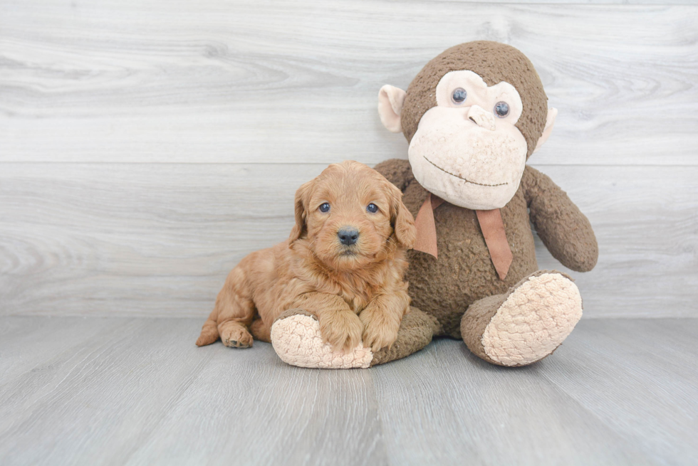 Best Mini Goldendoodle Baby