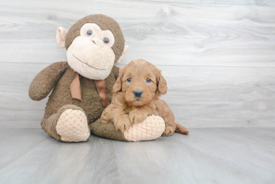 Mini Goldendoodle Puppy for Adoption