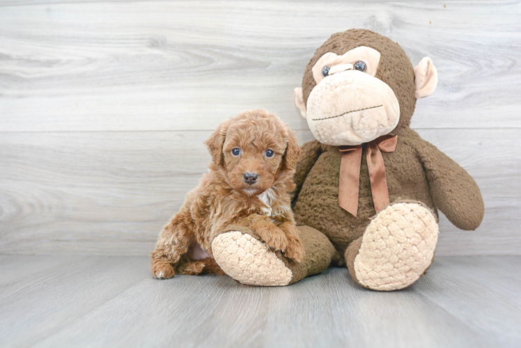 Sweet Mini Goldendoodle Baby