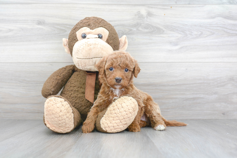 Mini Goldendoodle Pup Being Cute