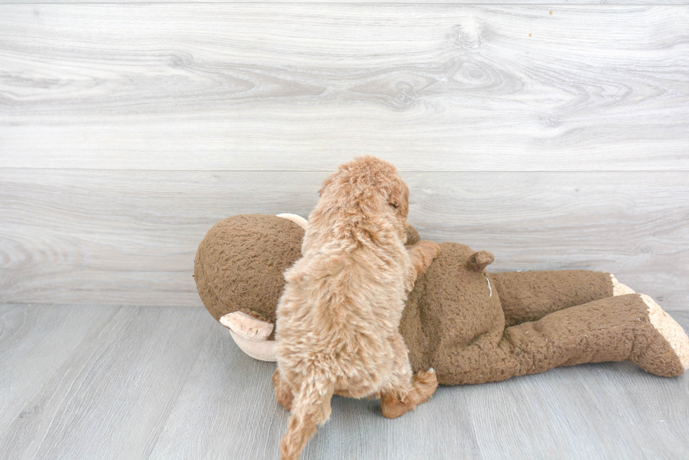 Best Mini Goldendoodle Baby