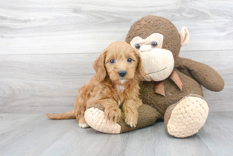 Mini Goldendoodle Pup Being Cute