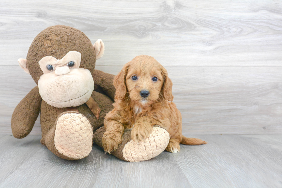 Funny Mini Goldendoodle Poodle Mix Pup