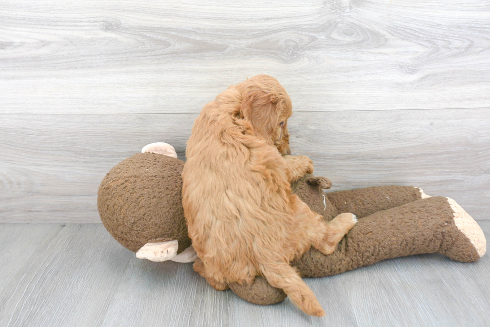 Smart Mini Goldendoodle Poodle Mix Pup