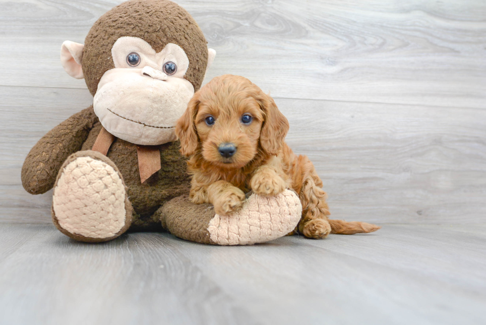 Little Golden Retriever Poodle Mix Puppy