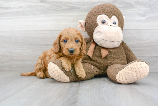 Best Mini Goldendoodle Baby