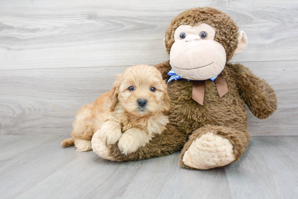 Mini Goldendoodle Puppy for Adoption