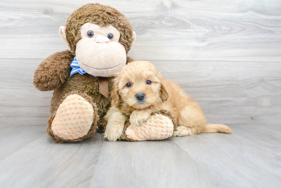 Playful Golden Retriever Poodle Mix Puppy