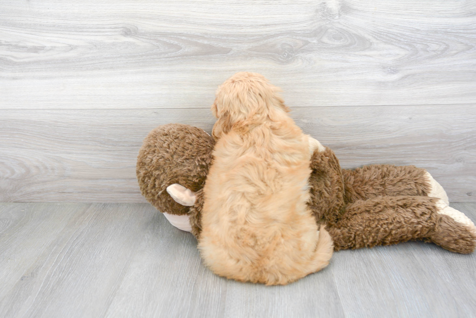 Fluffy Mini Goldendoodle Poodle Mix Pup