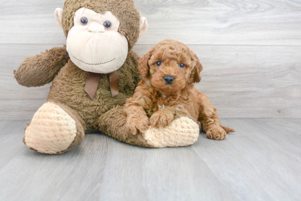 Best Mini Goldendoodle Baby