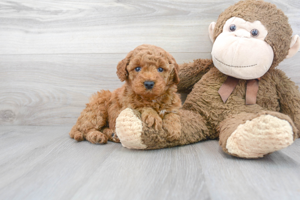 Mini Goldendoodle Puppy for Adoption