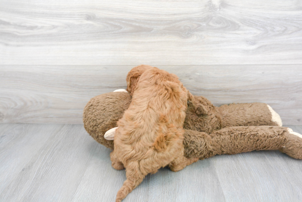 Mini Goldendoodle Puppy for Adoption