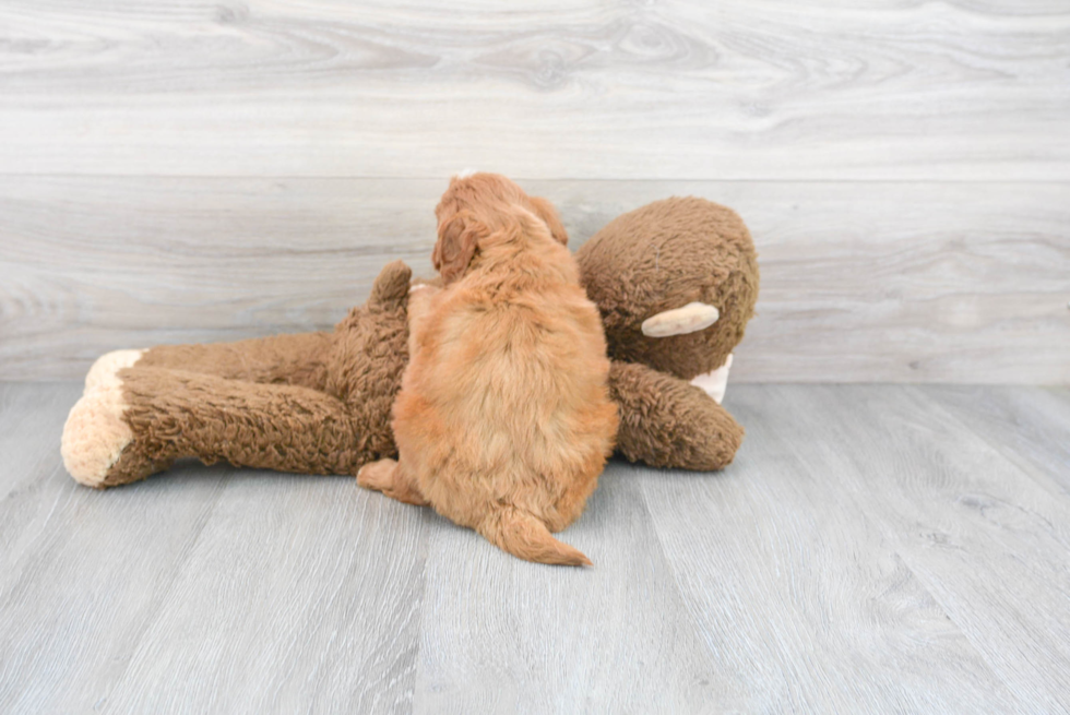 Mini Goldendoodle Puppy for Adoption