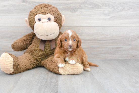 Mini Goldendoodle Puppy for Adoption