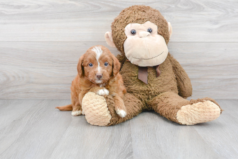 Mini Goldendoodle Puppy for Adoption