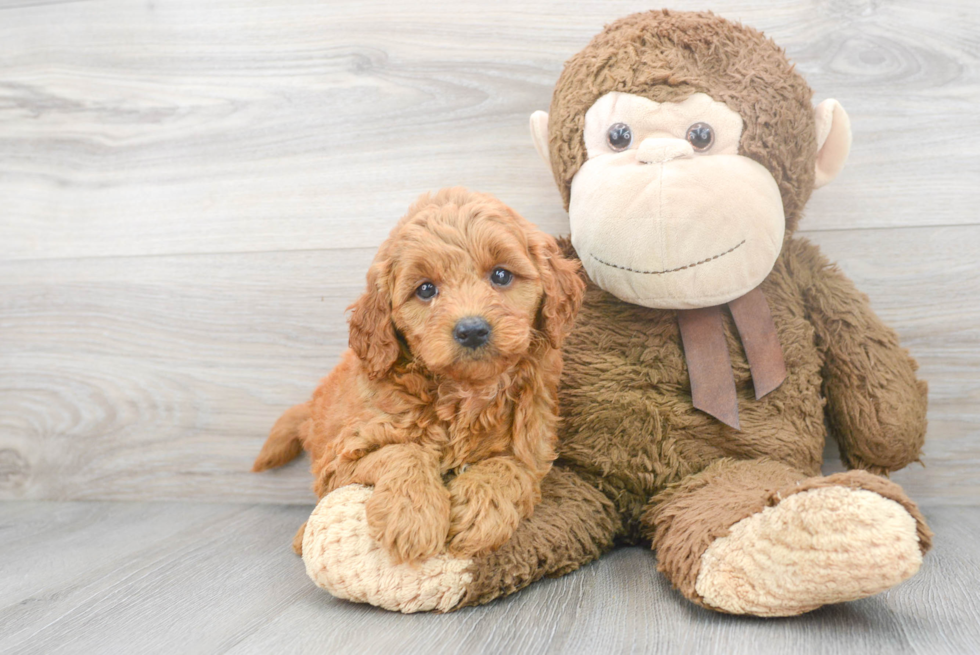 Smart Mini Goldendoodle Poodle Mix Pup