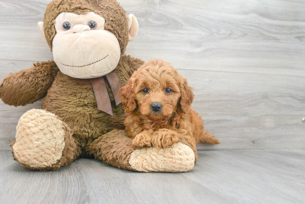 Mini Goldendoodle Puppy for Adoption