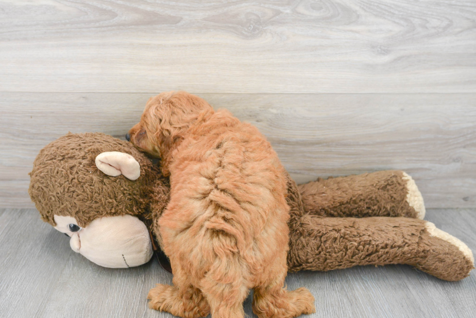 Playful Golden Retriever Poodle Mix Puppy