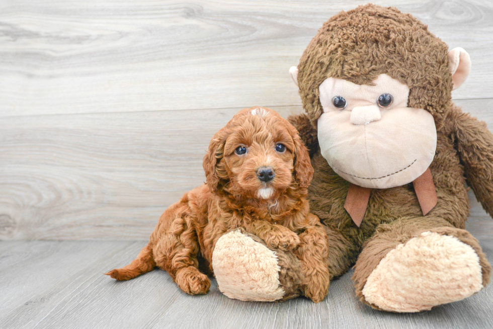 Smart Mini Goldendoodle Poodle Mix Pup