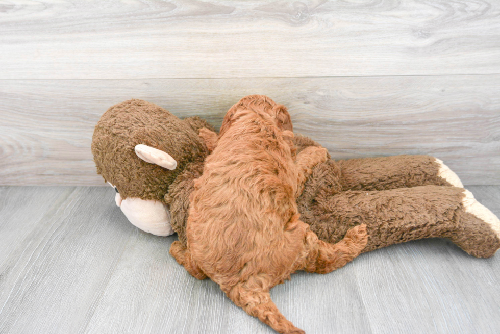 Mini Goldendoodle Pup Being Cute